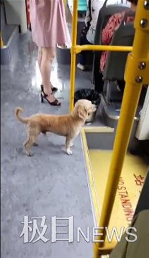 圆梦小狗最新爆料,揭秘明星宠物的幕后故事