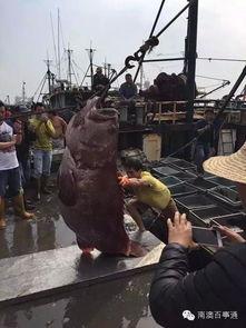 渔民觉醒最新爆料,揭秘海洋生态危机背后的惊人真相