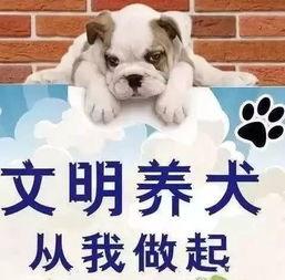 长春爆料养狗事件最新,邻里冲突升级,社区治理面临挑战